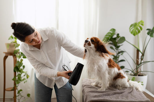 Matting 101: Causes, Prevention & How to De-Mat Without Tears