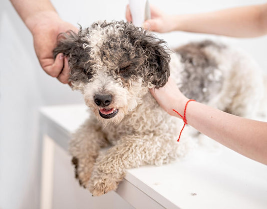 What Makes the CurlyWags Curl Cream Different From Human Hair Products?