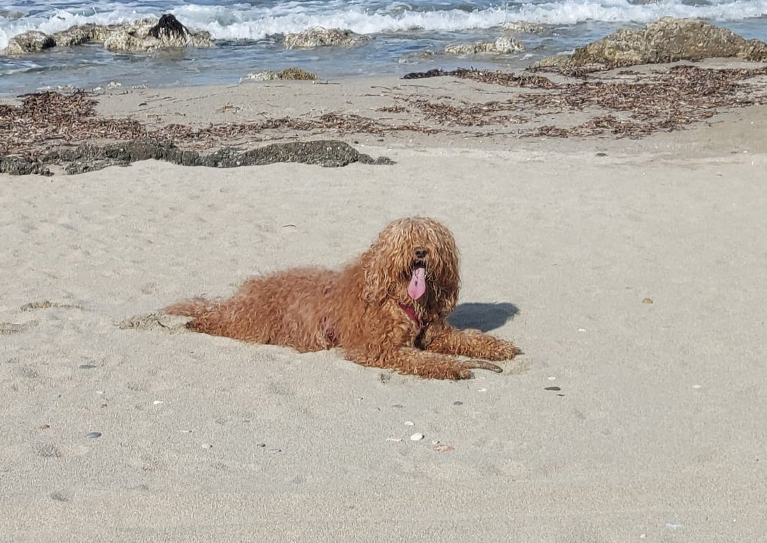 Who Let the Curls Out? Introducing CurlyWags!