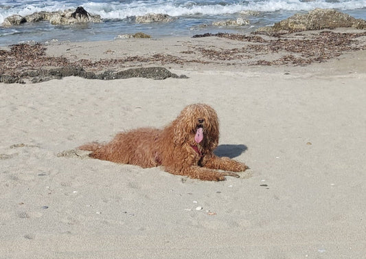 Who Let the Curls Out? Introducing CurlyWags!