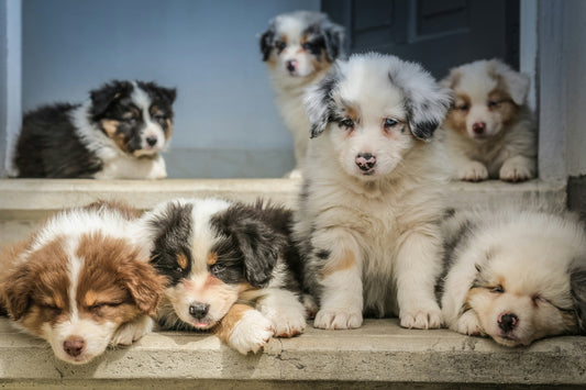 Top 10 Curly-Coated Dog Breeds (and How to Keep Them Looking Fabulous)