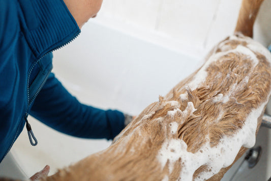 How Often Should You Bathe a Curly-Haired Dog? (Breed by Breed)