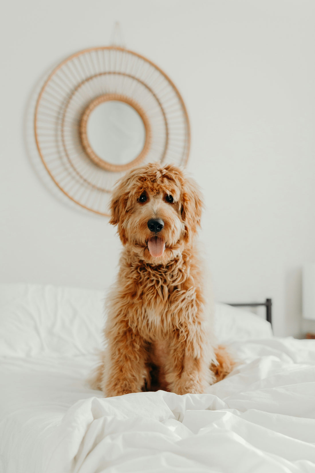 The Curly Dog Detangling Routine That Actually Works